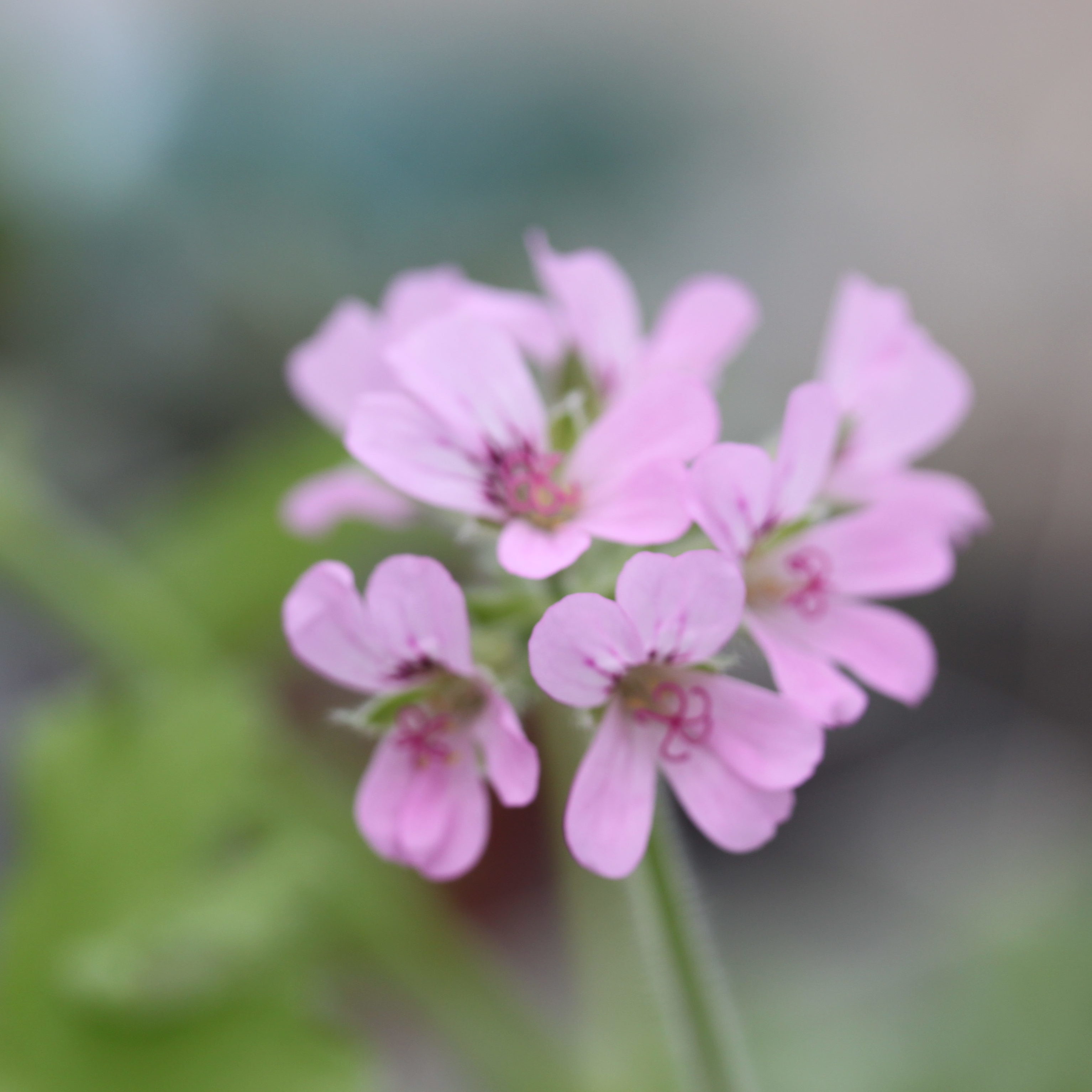 Attar of roses пеларгония фото